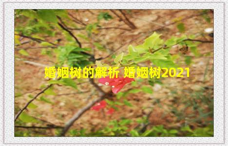 婚姻树的解析 婚姻树2021